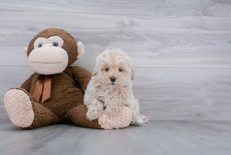 Maltipoo Pup Being Cute