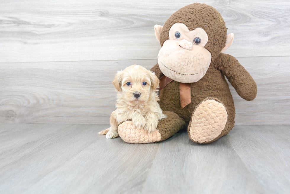 Popular Maltipoo Poodle Mix Pup