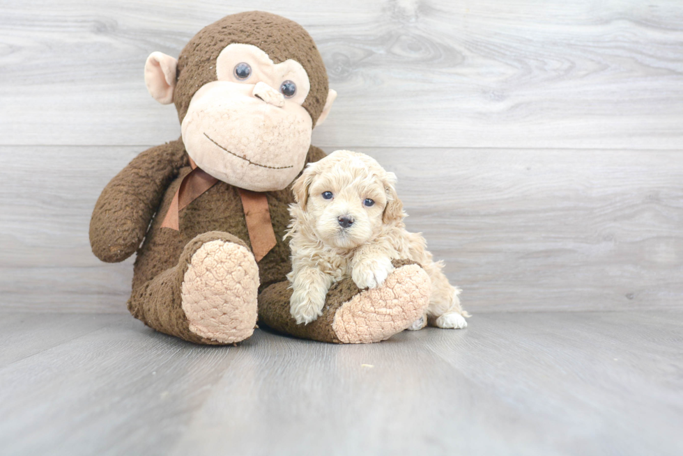 Maltipoo Pup Being Cute