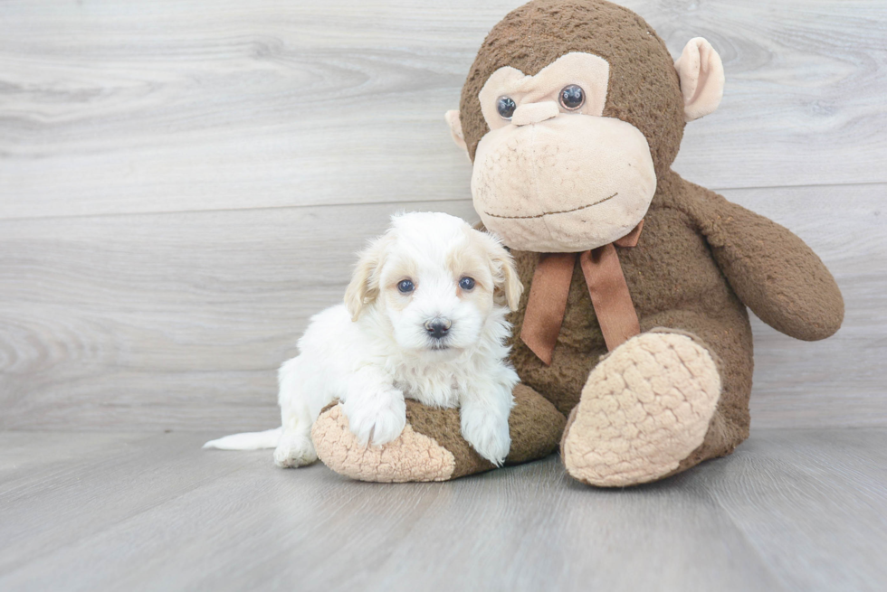 Maltipoo Puppy for Adoption