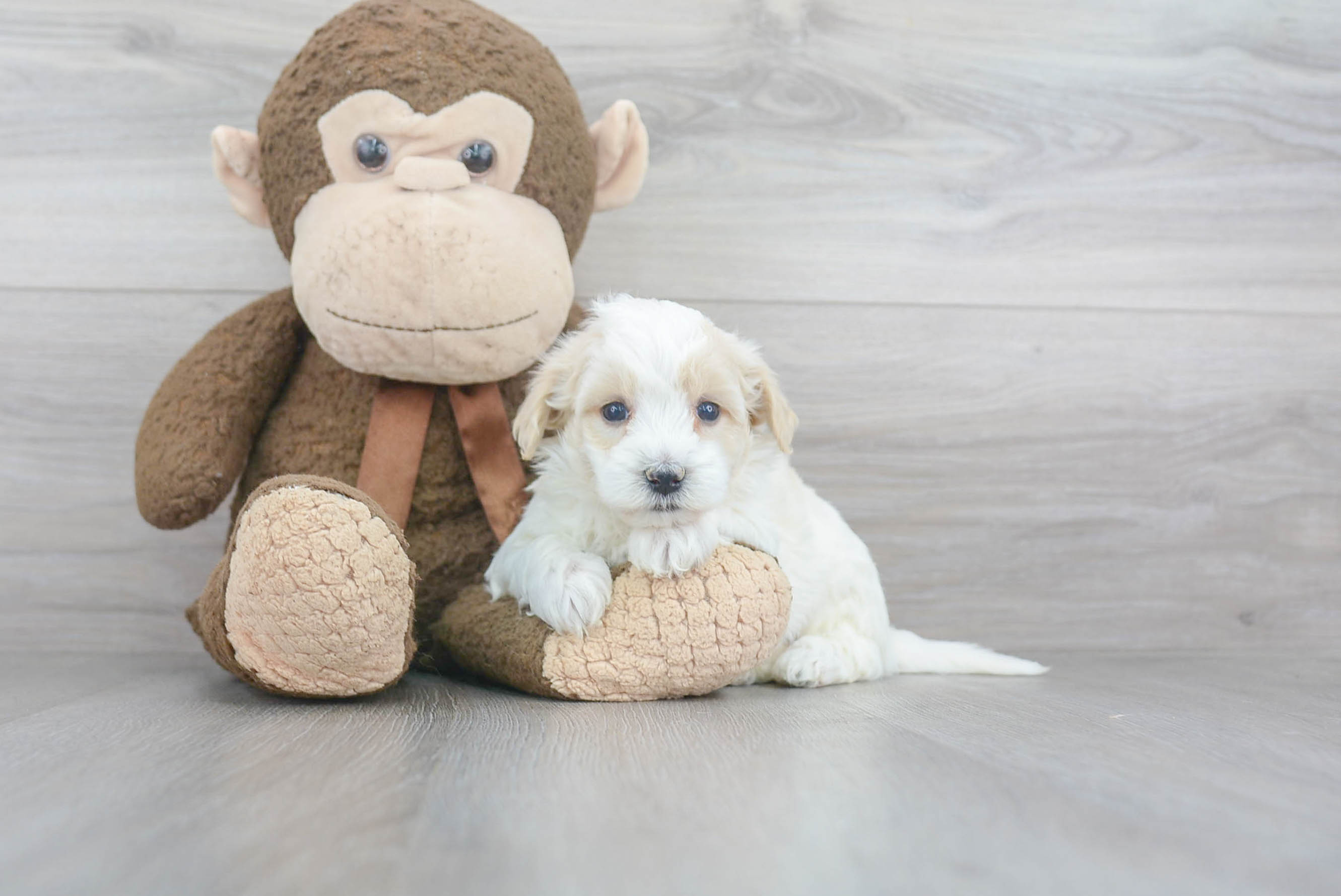 Maltipoo Puppy for Adoption