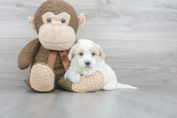 Maltipoo Puppy for Adoption
