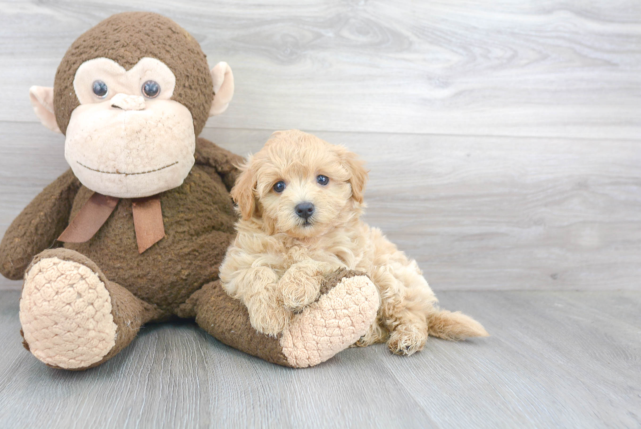 Small Maltipoo Baby