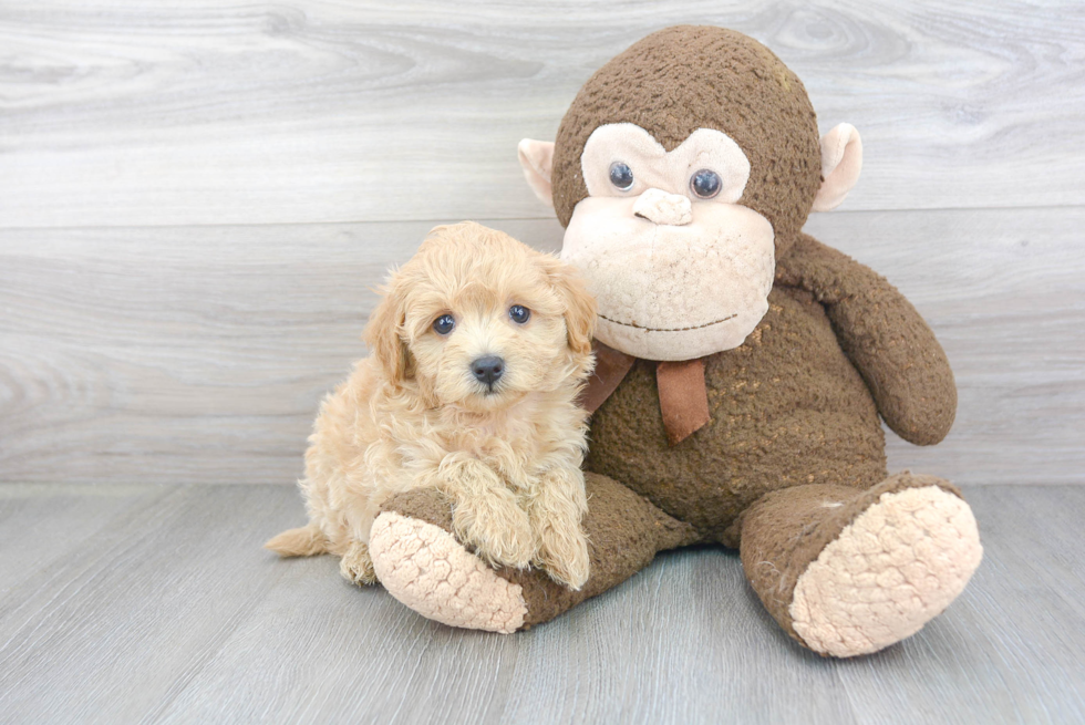 Adorable Maltese Poodle Poodle Mix Puppy