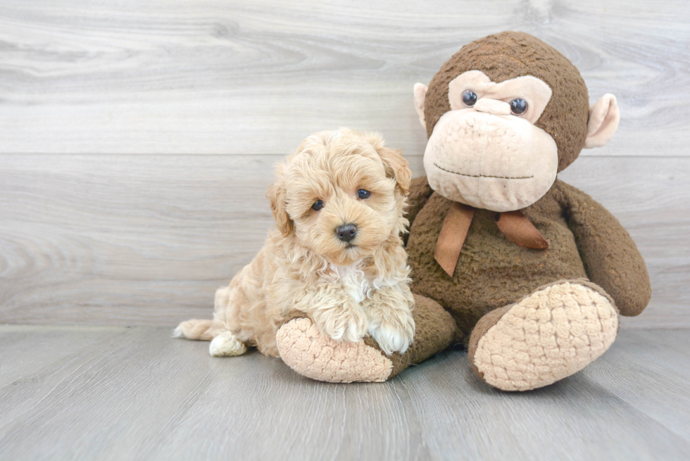 Sweet Maltipoo Baby