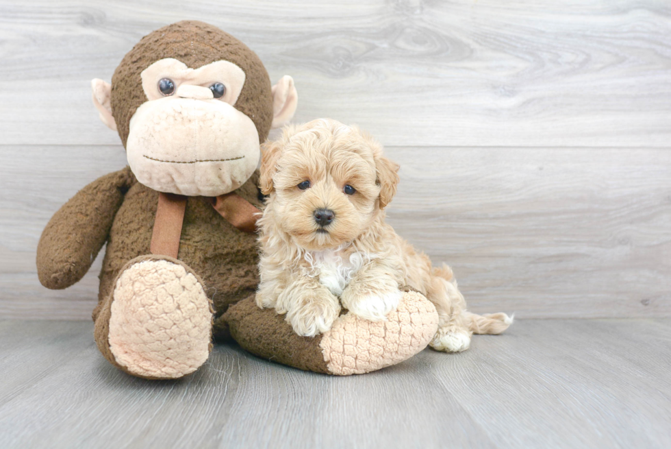 Maltipoo Pup Being Cute