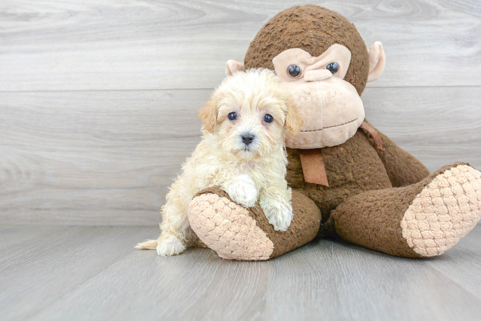 Little Maltepoo Poodle Mix Puppy