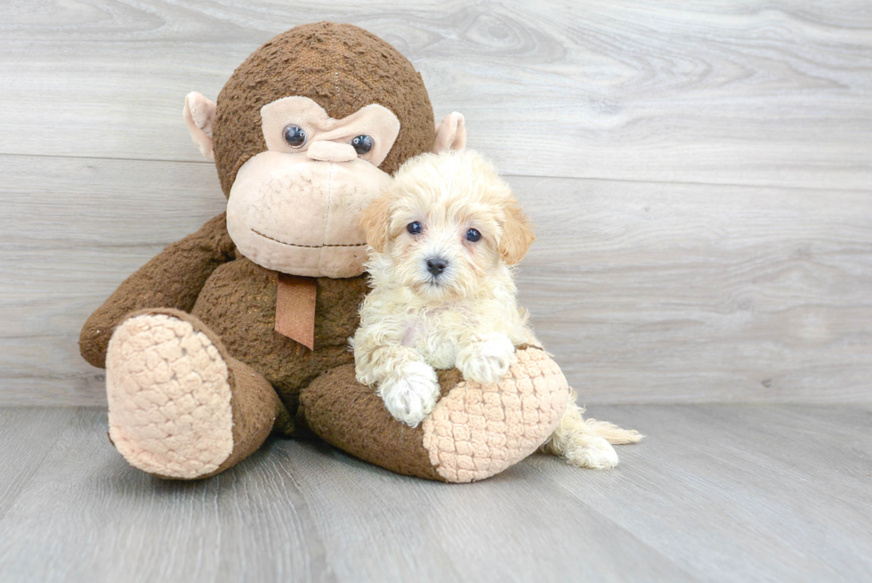 Best Maltipoo Baby