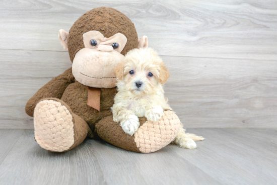 Best Maltipoo Baby