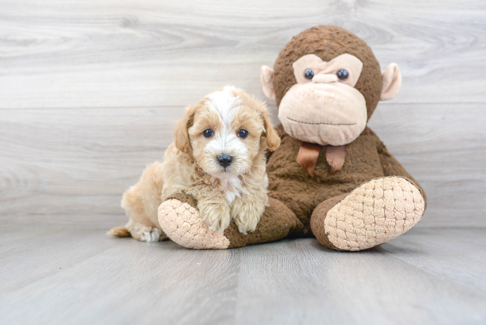 Adorable Maltepoo Poodle Mix Puppy