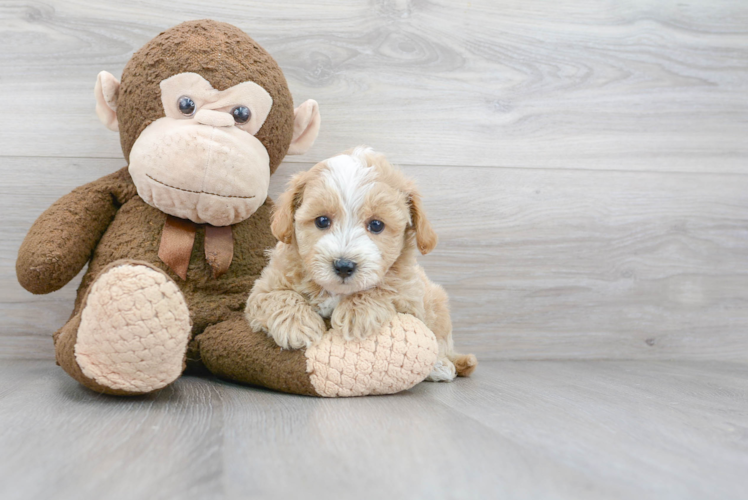 Maltipoo Puppy for Adoption