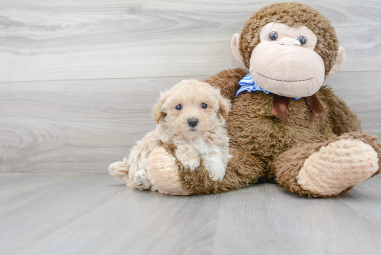 Friendly Maltipoo Baby