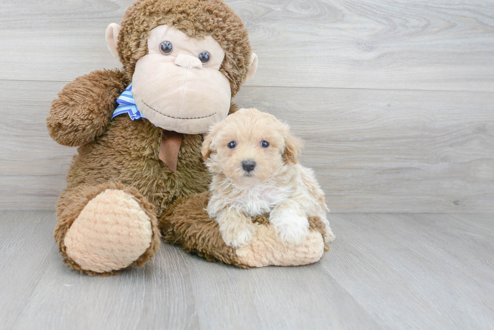 Sweet Maltipoo Baby