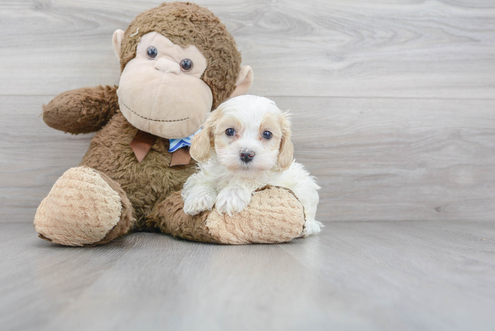 Funny Maltipoo Poodle Mix Pup