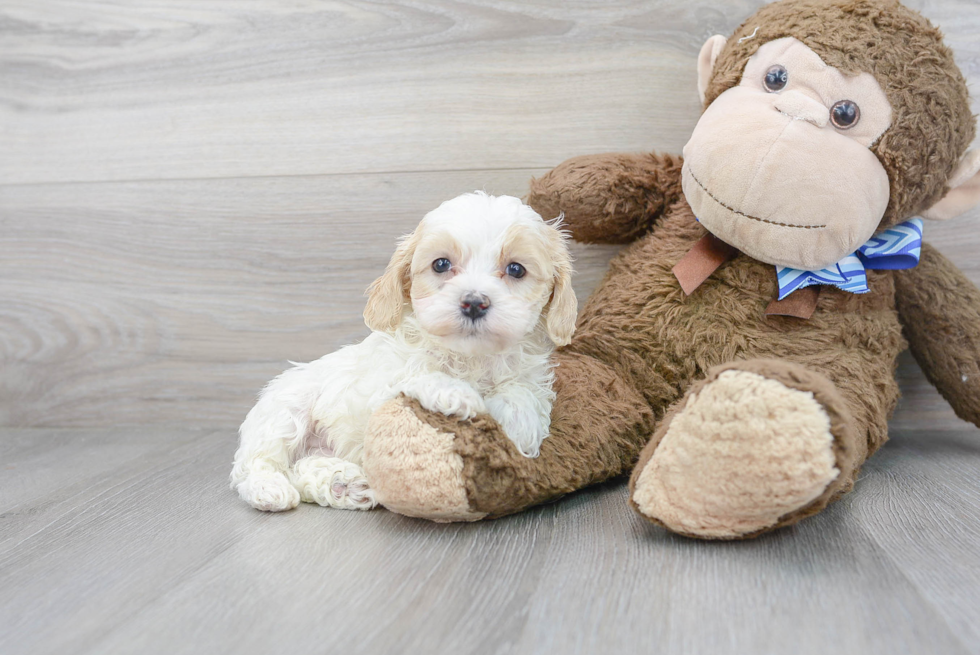 Playful Maltepoo Poodle Mix Puppy