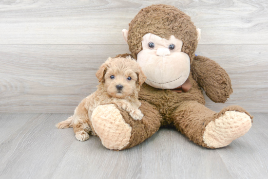 Adorable Maltepoo Poodle Mix Puppy