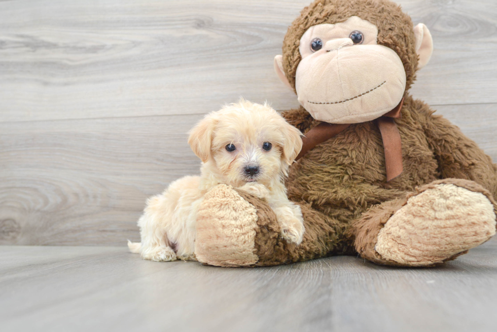 Best Maltipoo Baby