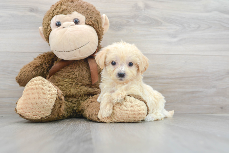 Maltipoo Pup Being Cute