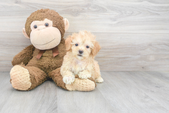 Hypoallergenic Maltese Poodle Poodle Mix Puppy