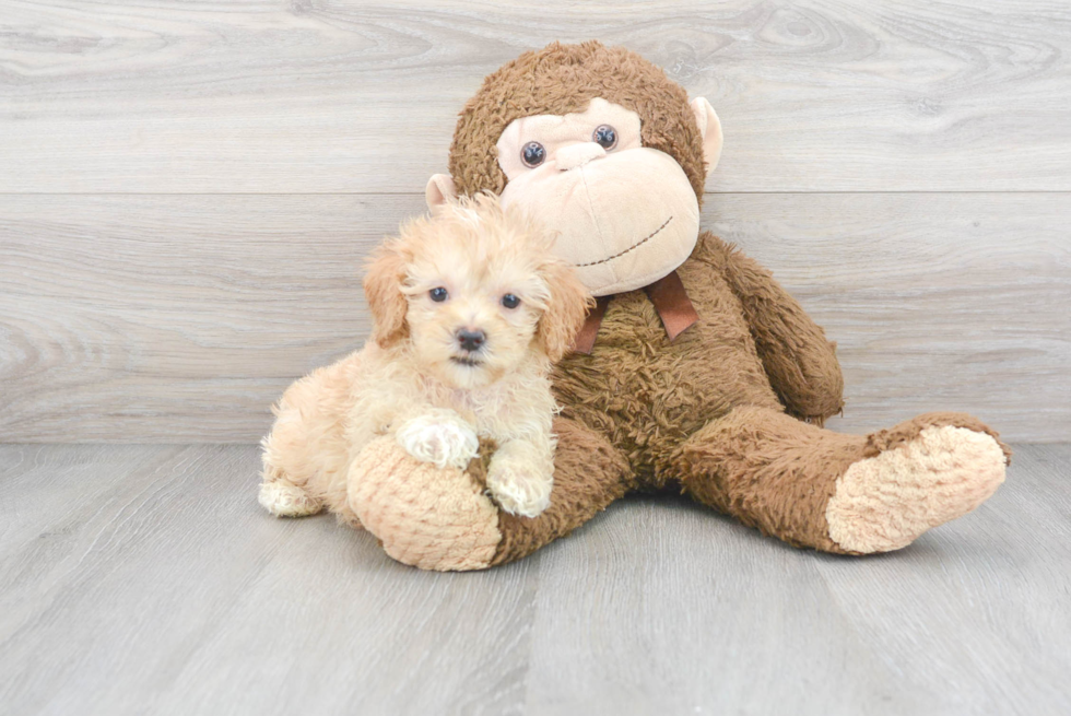 Best Maltipoo Baby