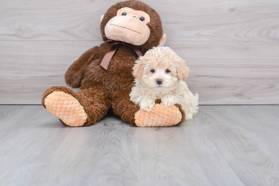 Hypoallergenic Maltepoo Poodle Mix Puppy