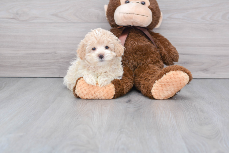 Playful Maltepoo Poodle Mix Puppy