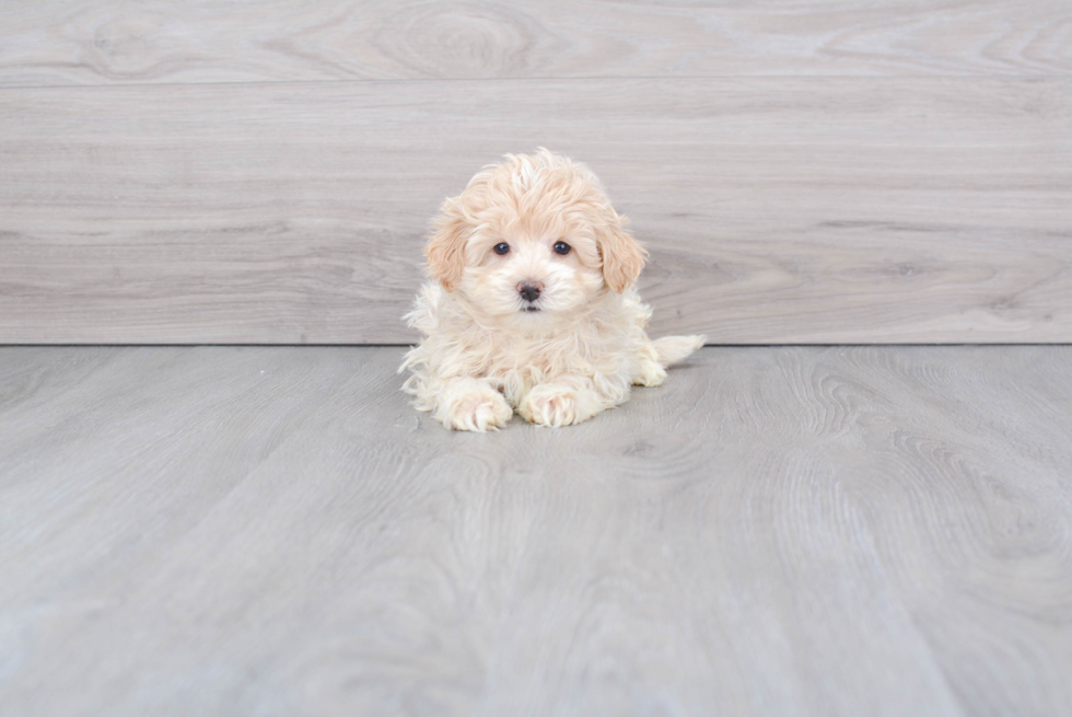 Maltipoo Puppy for Adoption