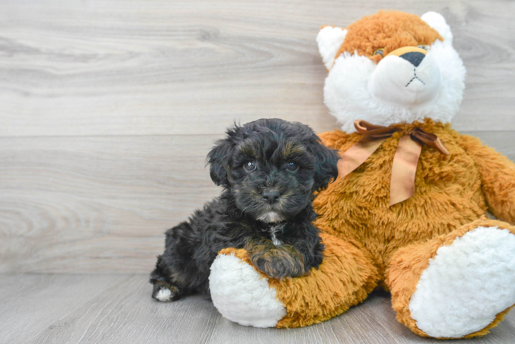 Energetic Maltese Poodle Poodle Mix Puppy