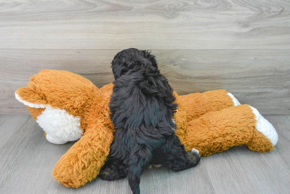 Friendly Maltipoo Baby