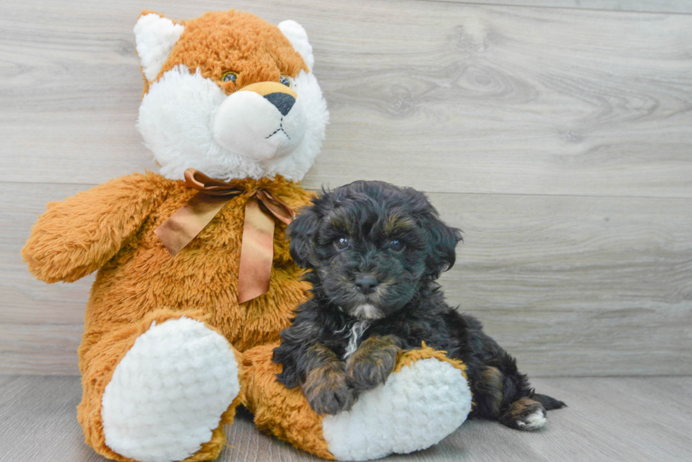 Sweet Maltipoo Baby