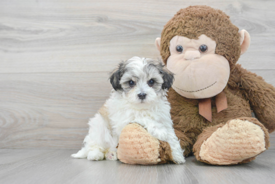 Cute Maltipoo Baby