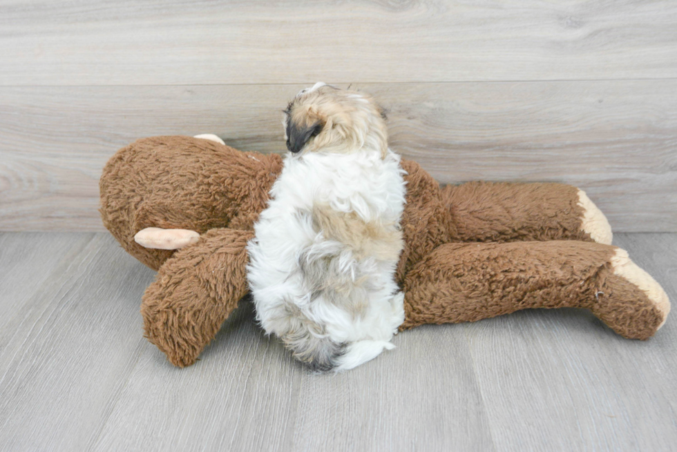 Maltipoo Pup Being Cute