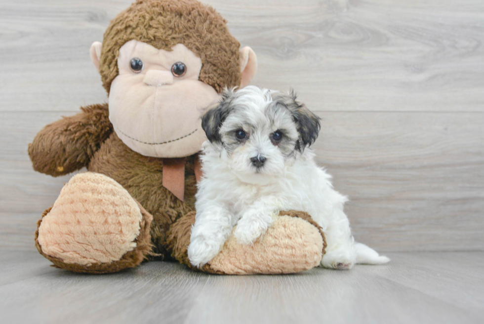 Maltipoo Puppy for Adoption