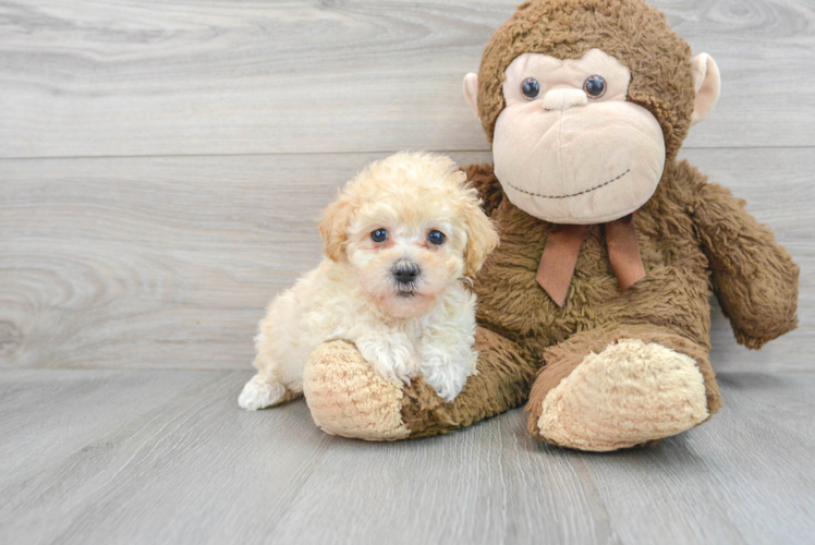 Cute Maltipoo Baby