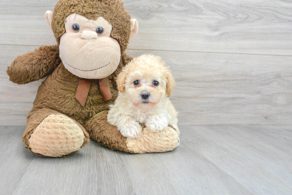 Maltipoo Puppy for Adoption