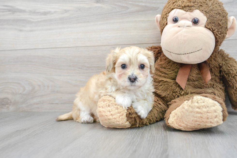 Best Maltipoo Baby