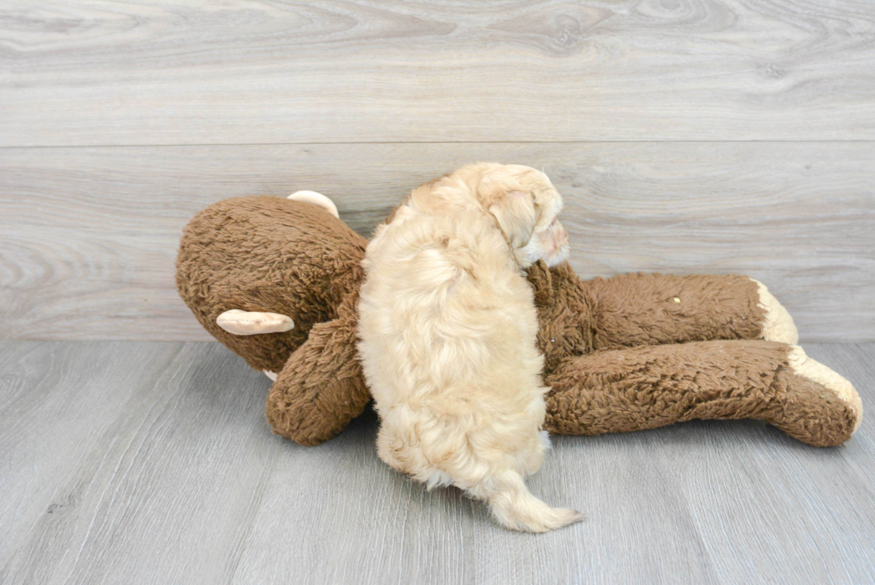 Maltipoo Pup Being Cute