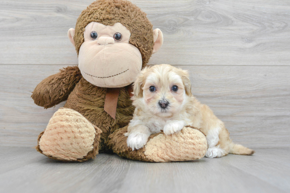 Playful Maltepoo Poodle Mix Puppy