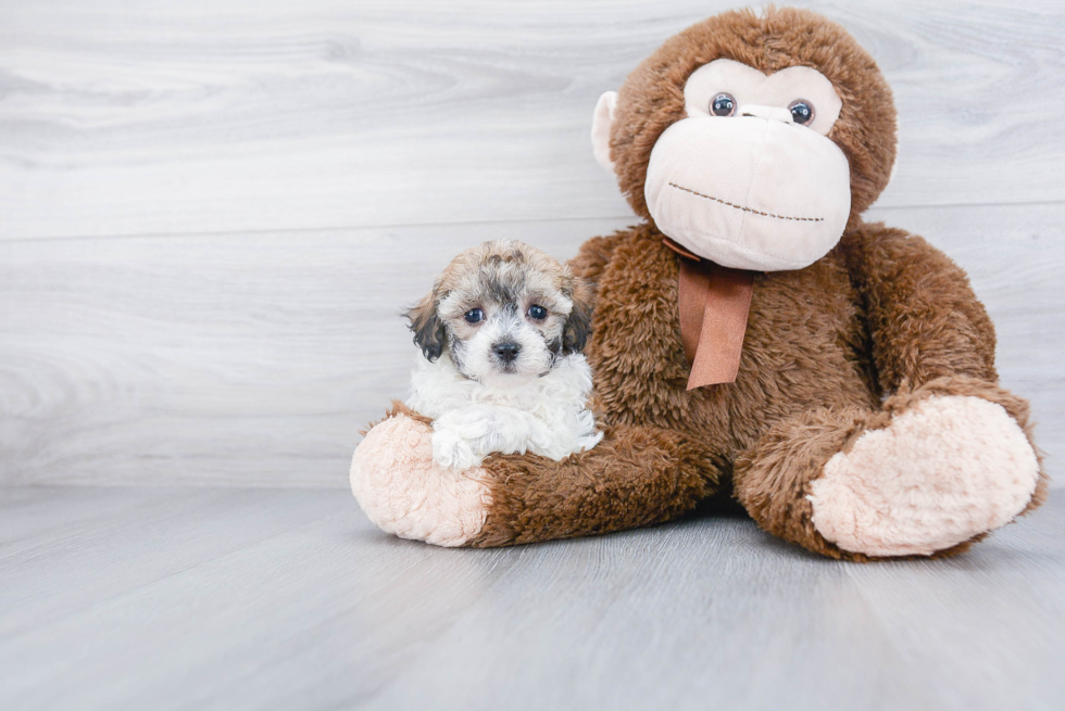 Maltipoo Puppy for Adoption