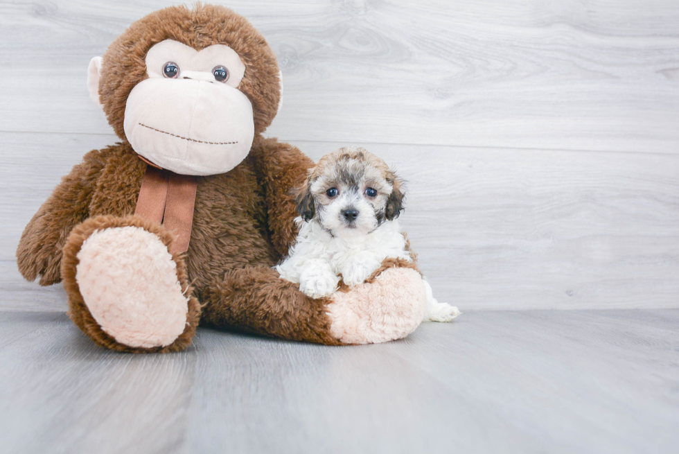 Hypoallergenic Maltese Poodle Poodle Mix Puppy