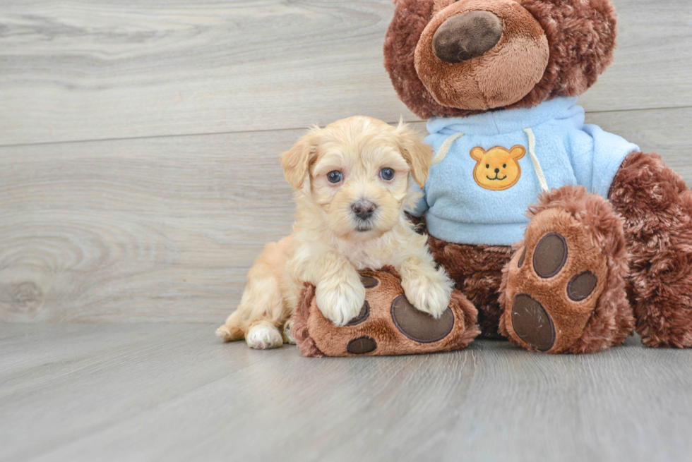 Adorable Maltepoo Poodle Mix Puppy