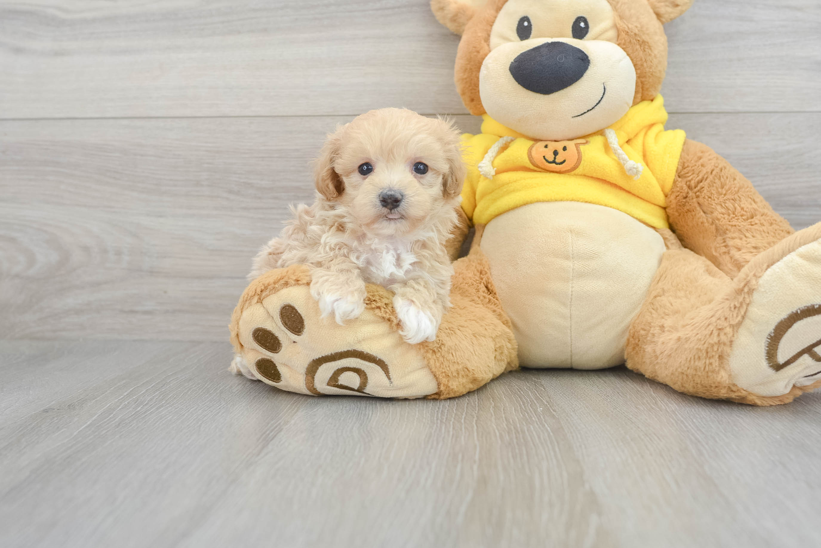 Best Maltipoo Baby