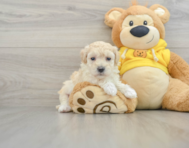 8 week old Maltipoo Puppy For Sale - Premier Pups