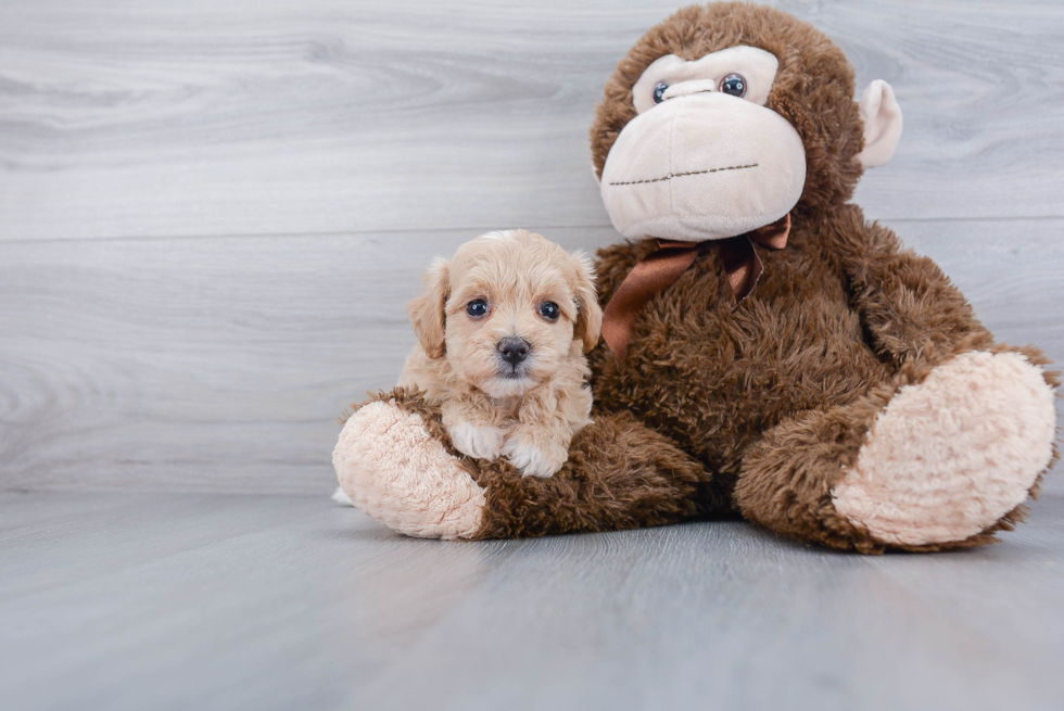 Maltipoo Puppy for Adoption