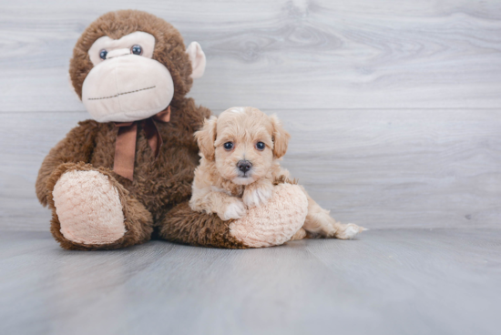 Energetic Maltese Poodle Poodle Mix Puppy