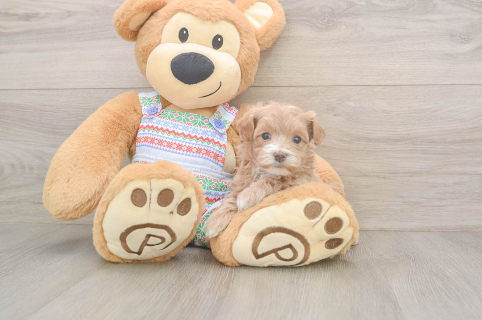 5 week old Maltipoo Puppy For Sale - Premier Pups