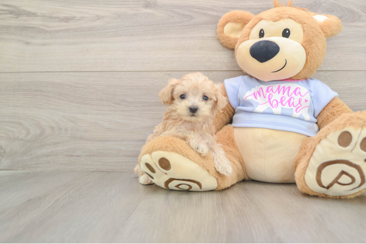 Hypoallergenic Multipoo Poodle Mix Puppy