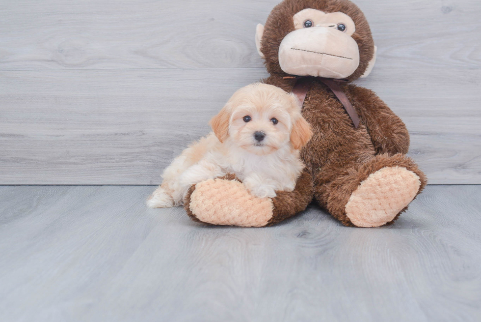 Maltipoo Pup Being Cute