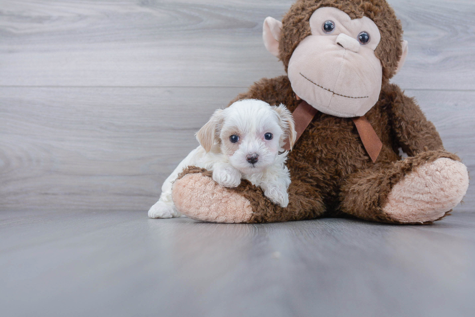 Petite Maltipoo Poodle Mix Pup