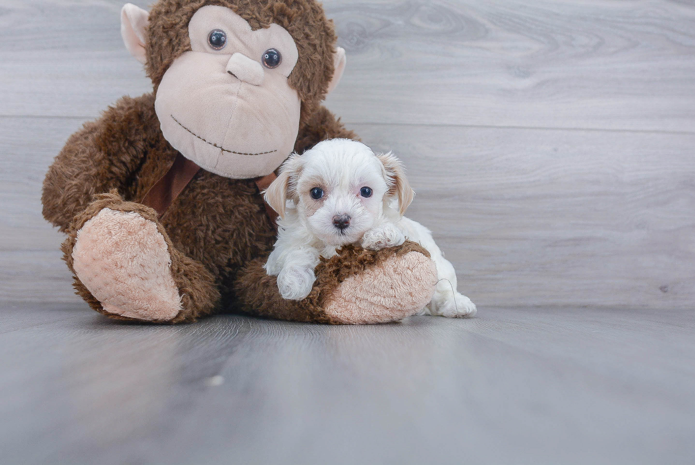 Happy Maltipoo Baby
